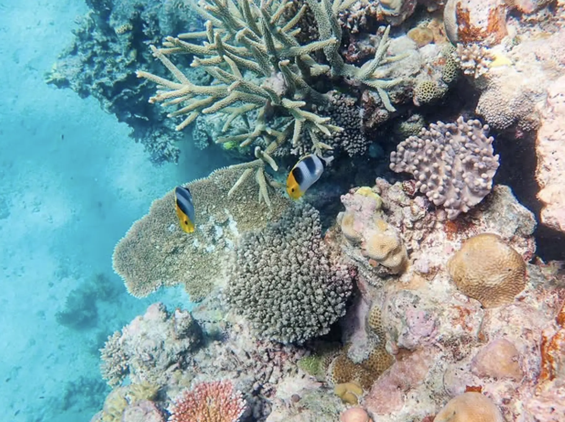 Rainforest trail on Orpheus Island