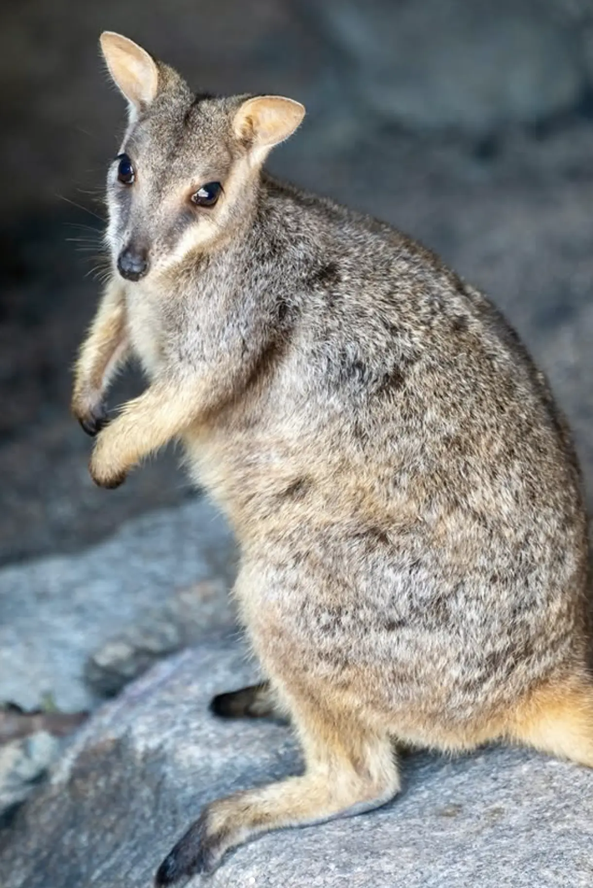 Rock wallaby at Arcadia lookout