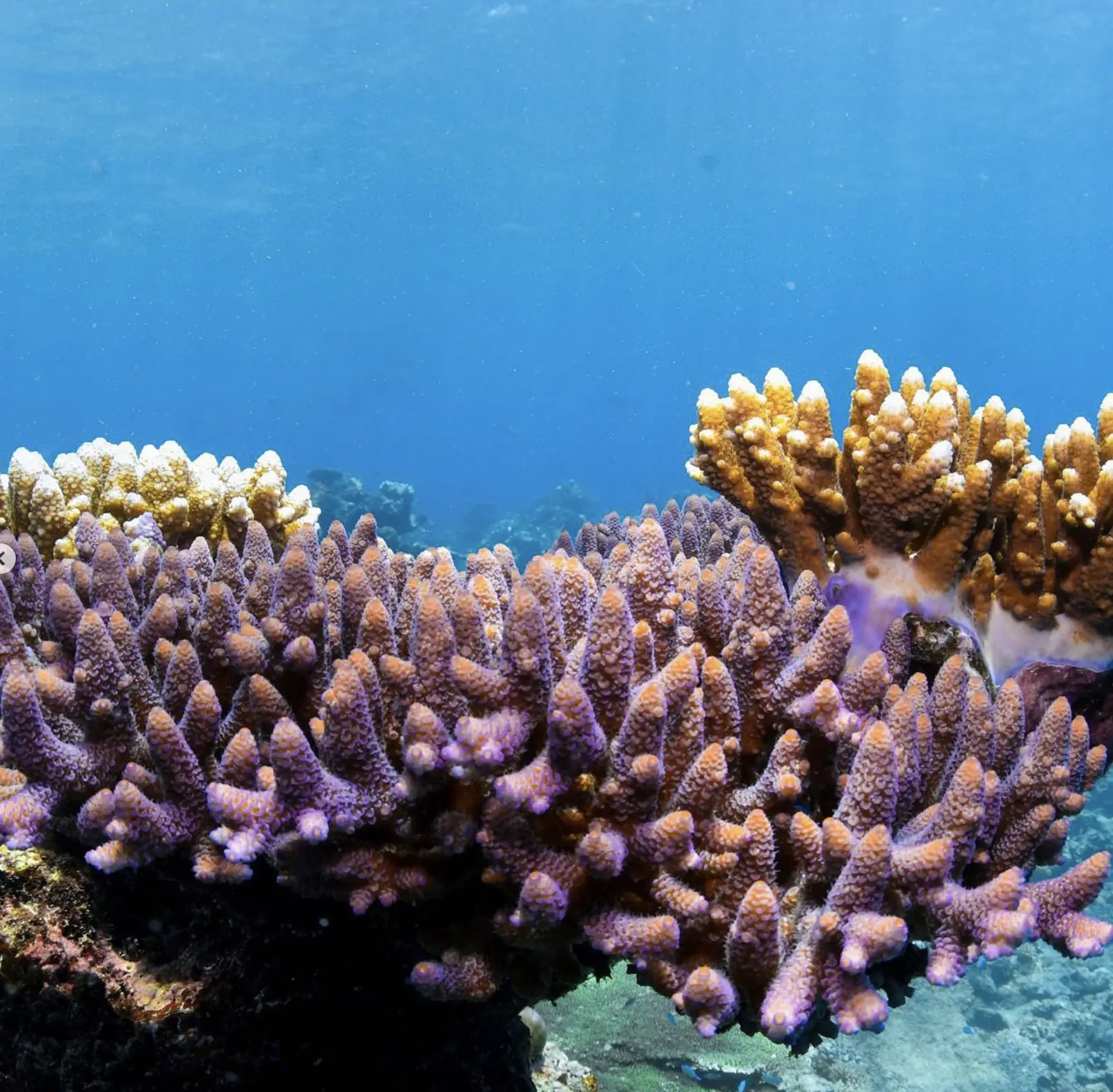 Scenic flight over Heart Reef
