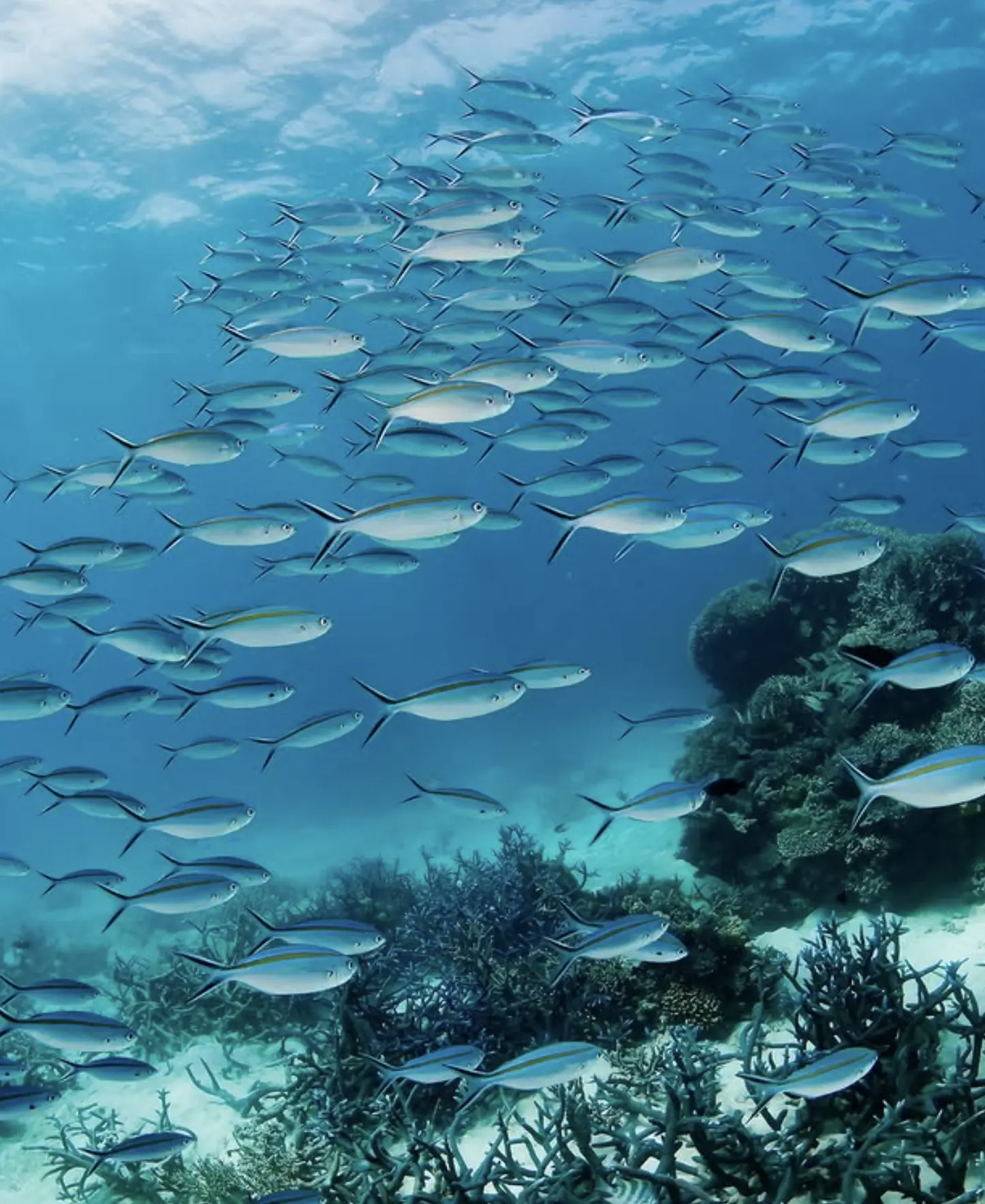 Scuba diver exploring Great Barrier Reef