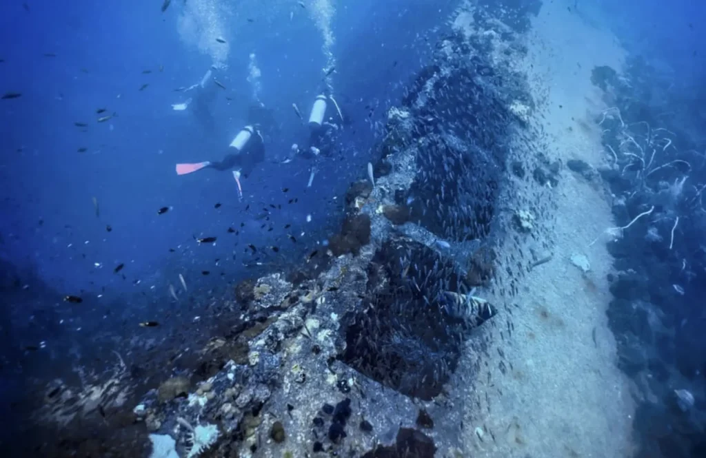 Sea snake weaving through coral growth on S.S. Yongala
