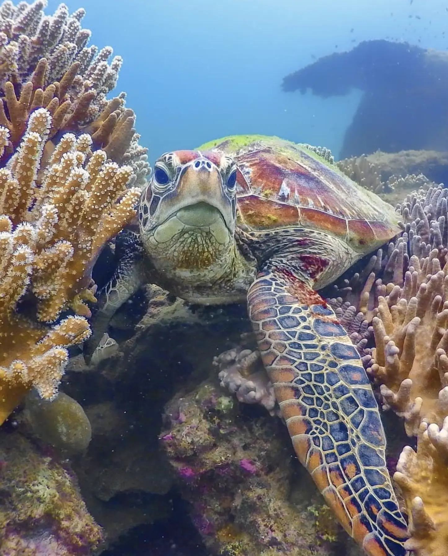 Snorkelling in Geoffrey Bay coral trail