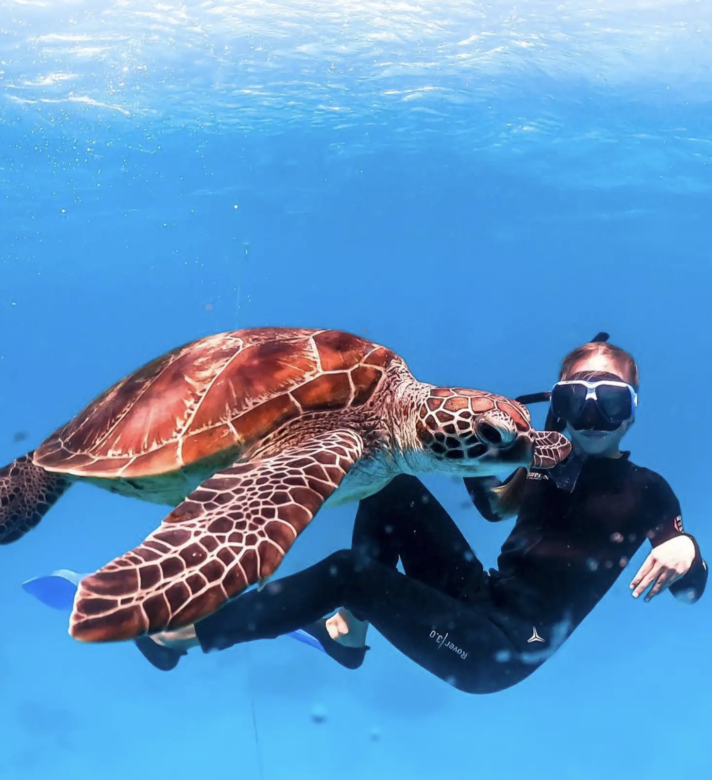 Snorkelling in Lady Musgrave Island lagoon