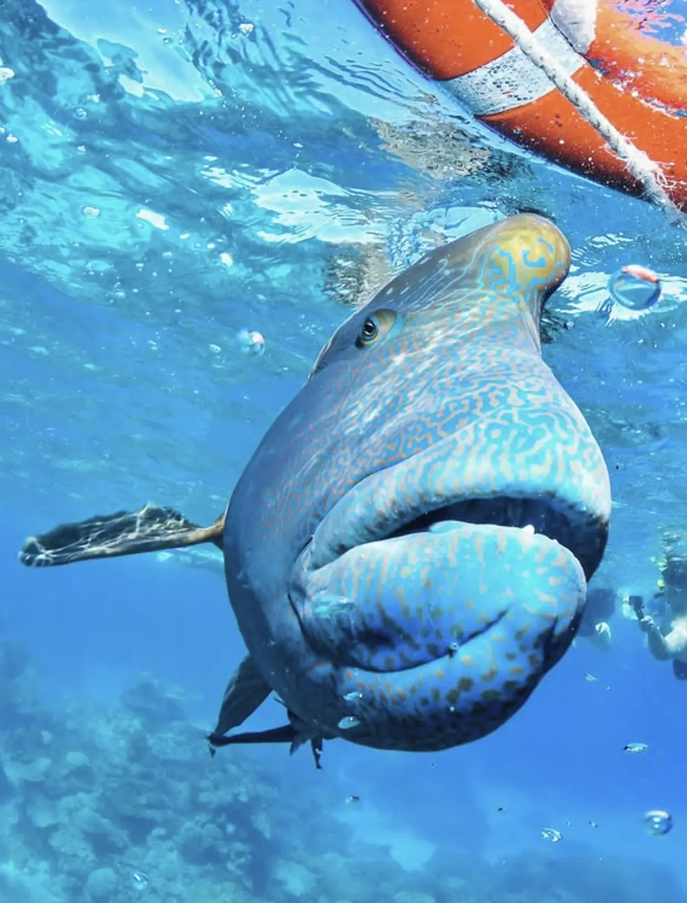 Snorkelling over coral reef in Queensland