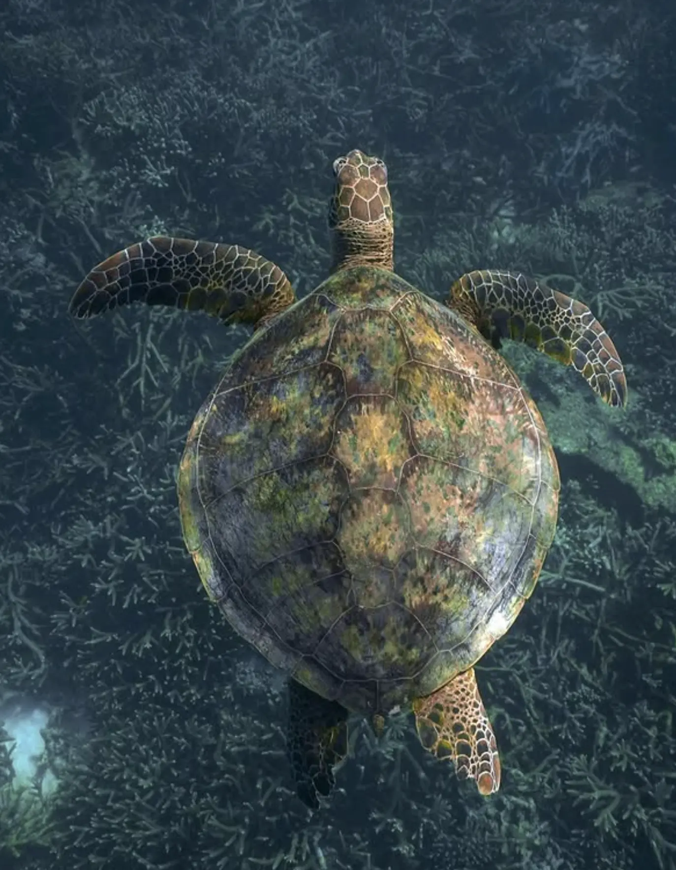 Southern Great Barrier Reef