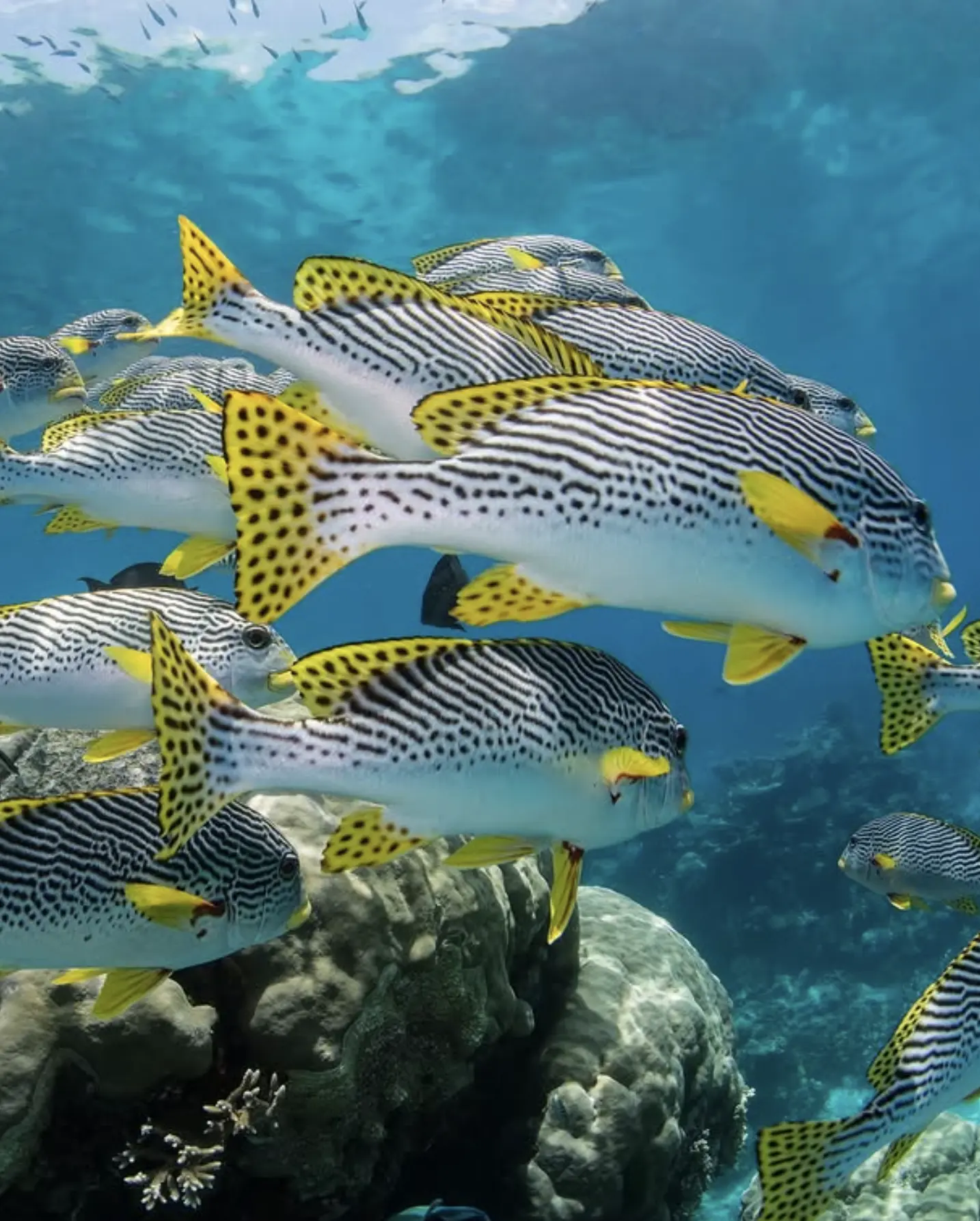 Tropical fish swimming near reef wall
