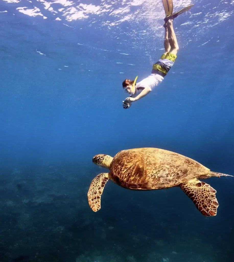 Turtle hotspots at the Great Barrier Reef