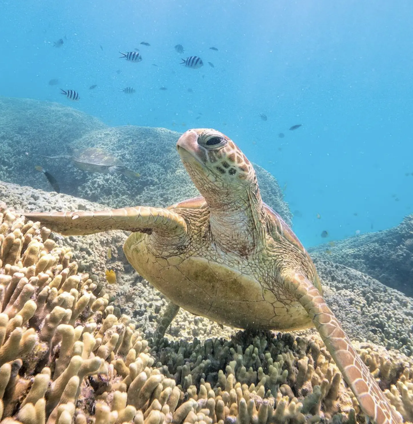 Turtle near coral shore at North West Island