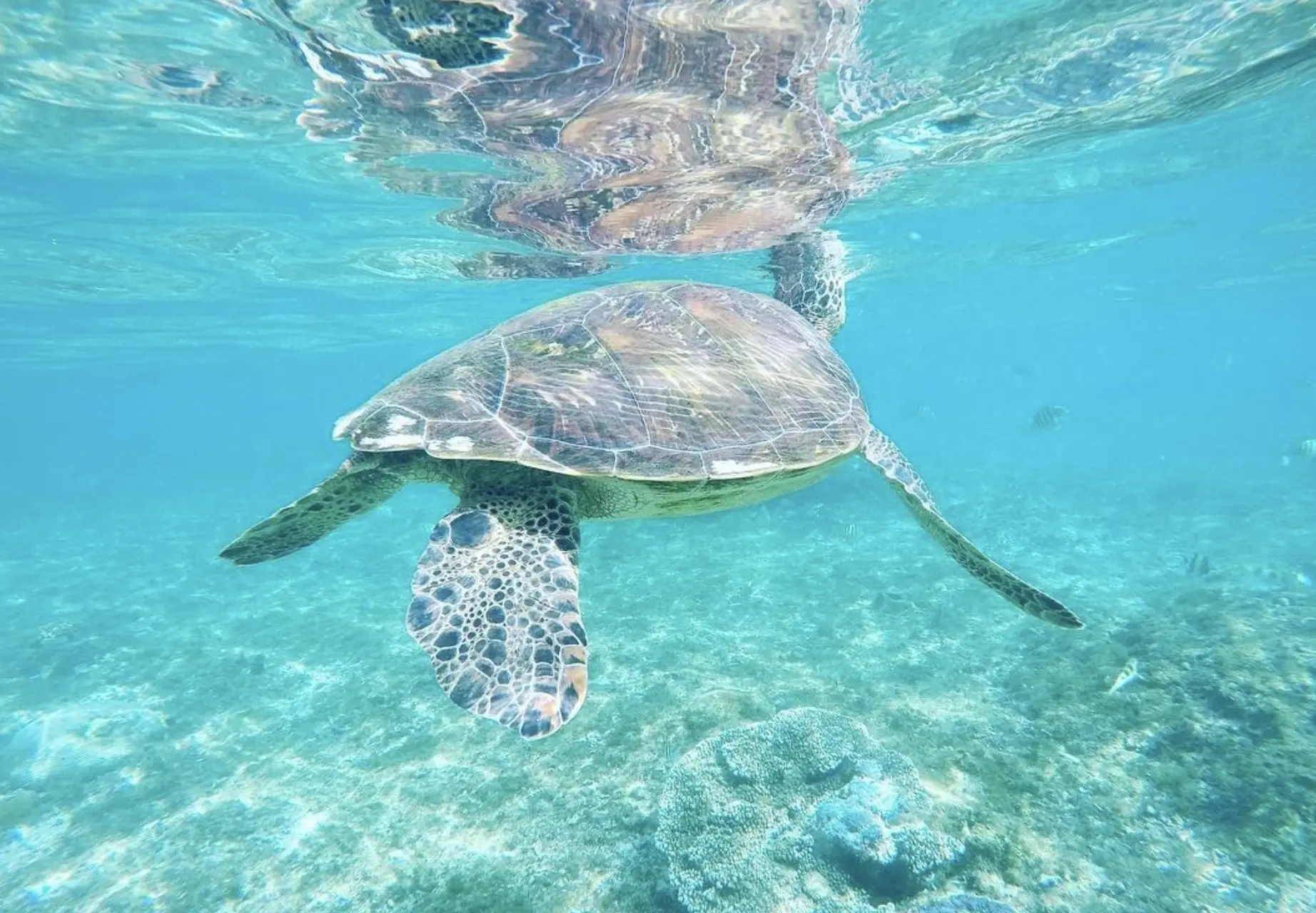 Turtle nesting patrol on North West Island