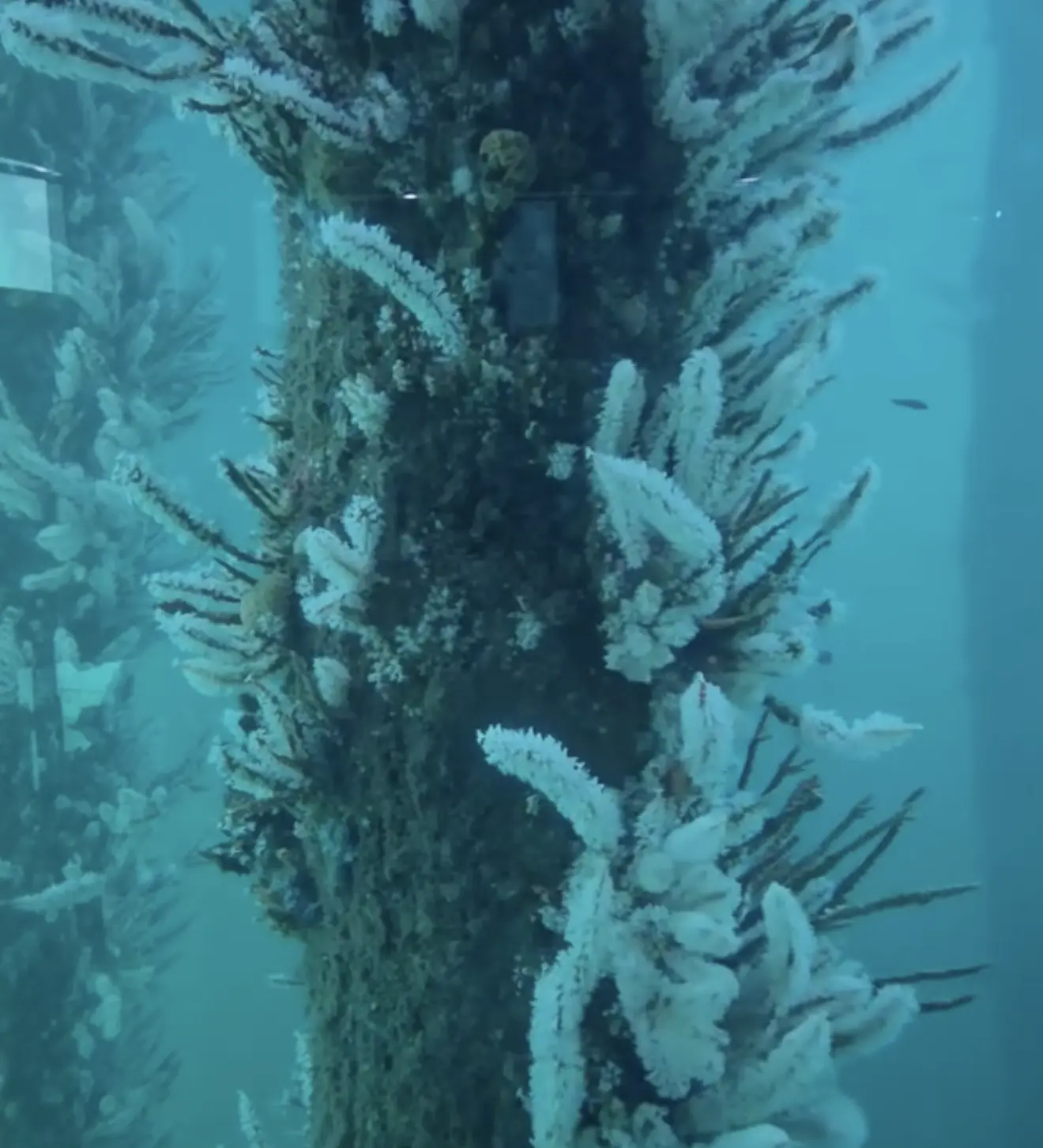 visit to Underwater Observatory