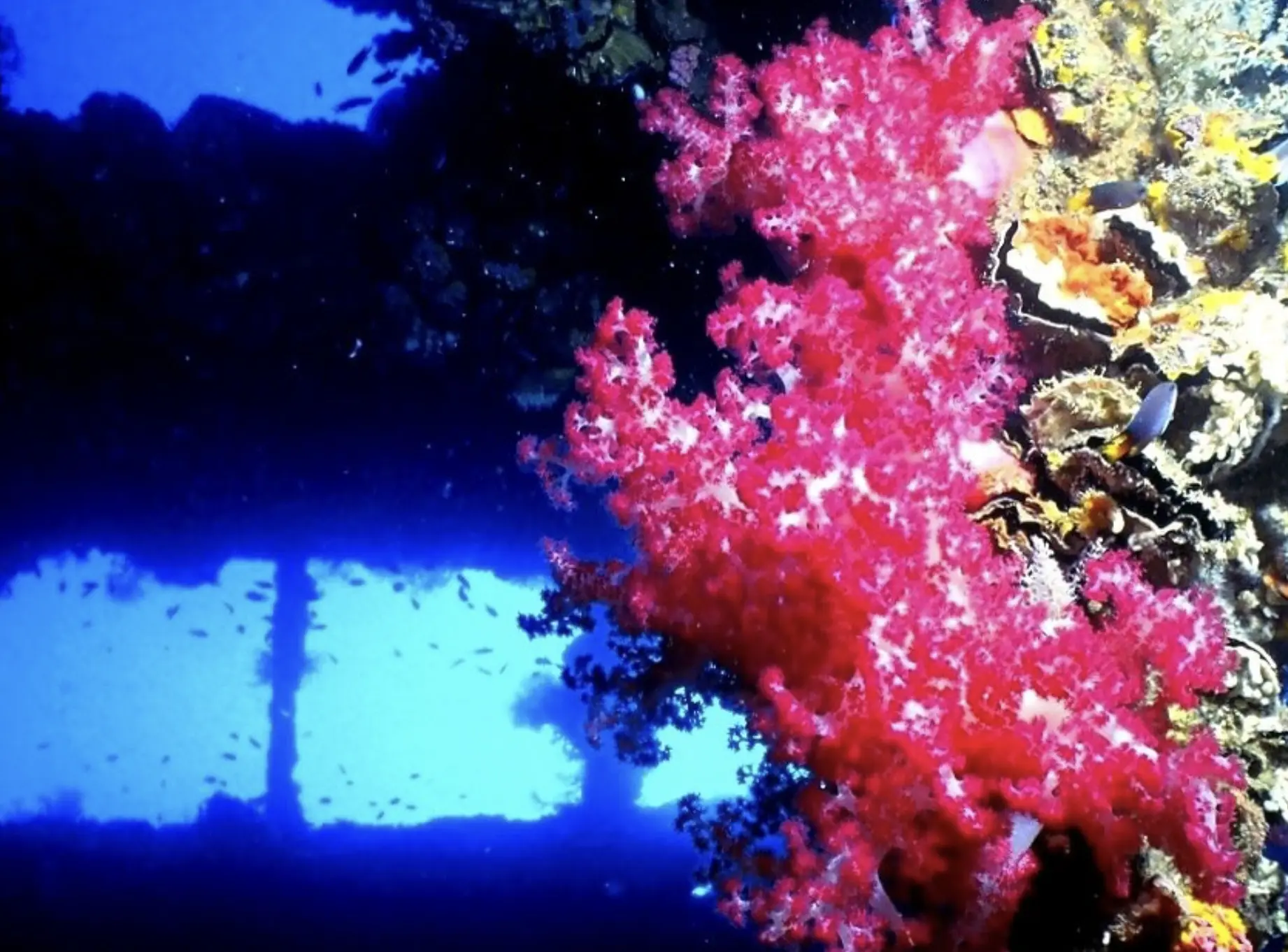 Underwater silhouette of diver over the S.S. Yongala remains