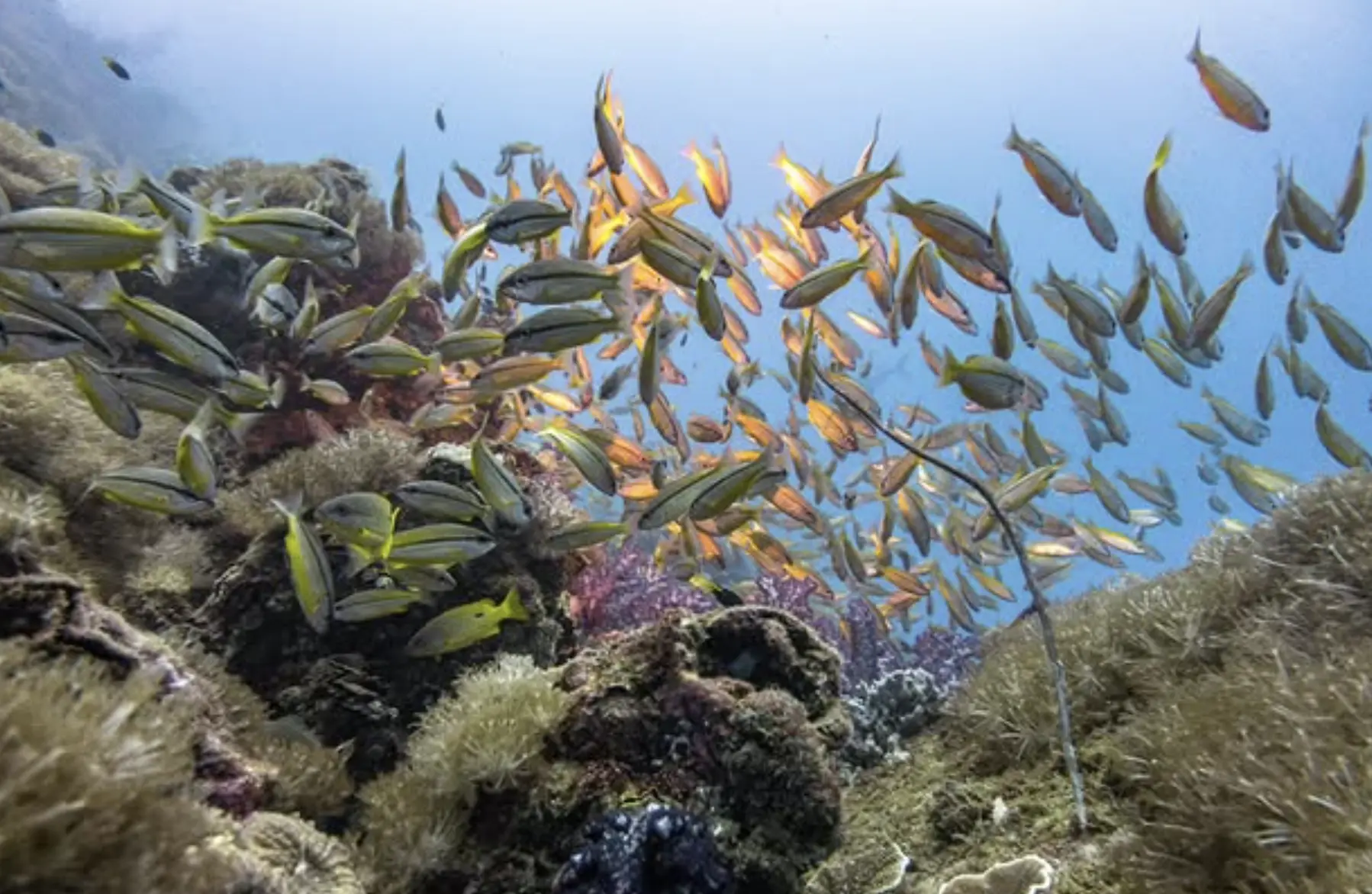 Vibrant fish school above the S.S. Yongala wreck site