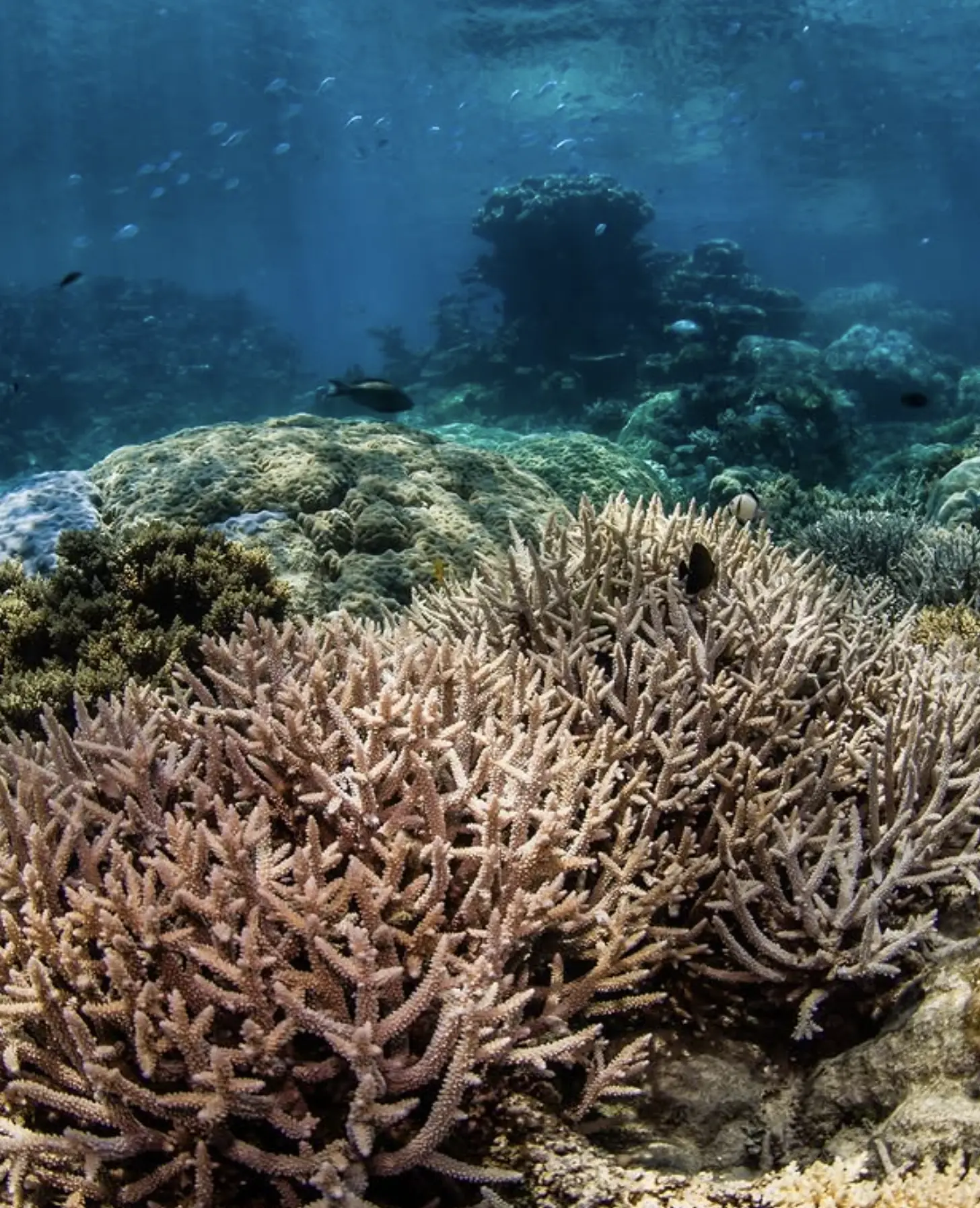 View of coral from Nudey Beach on Fitzroy Island