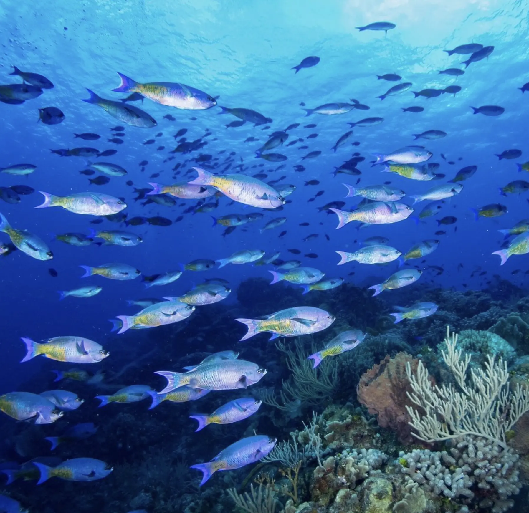 Wreck snorkel site off Pelorus Island