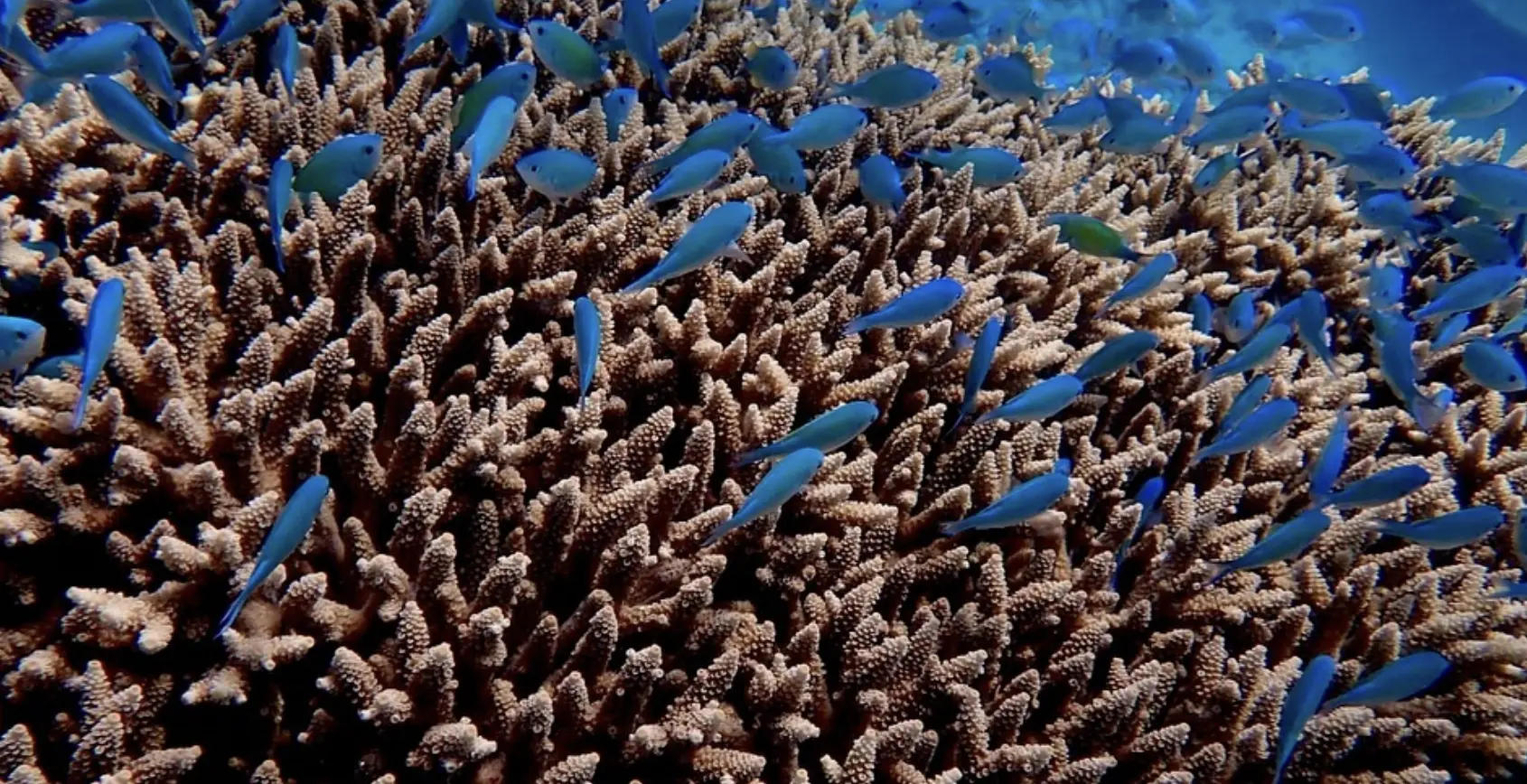 aerial view of foamy waves breaking on Saxon Reef