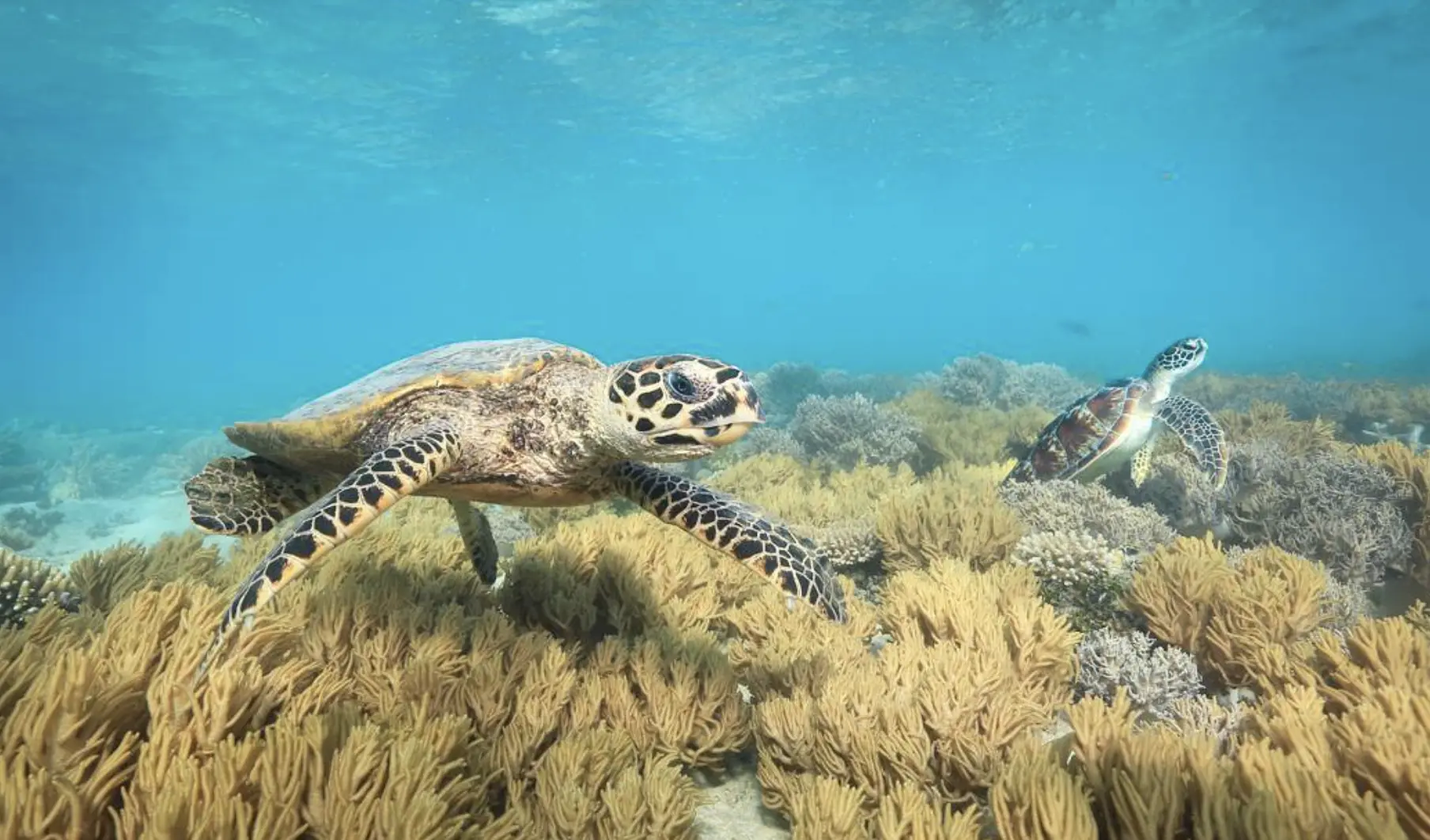 best time to visit to Green Island