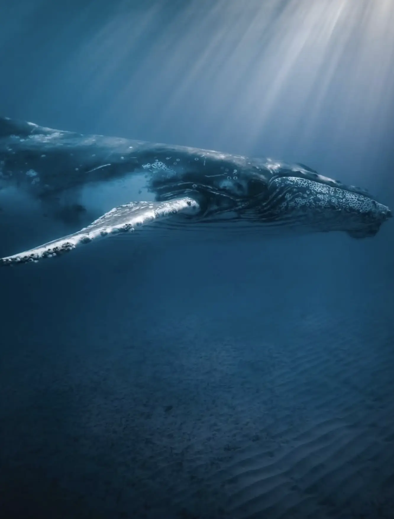 climate change impact on coral reefs