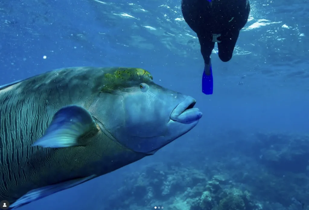 diverse reef ecosystem with marine life