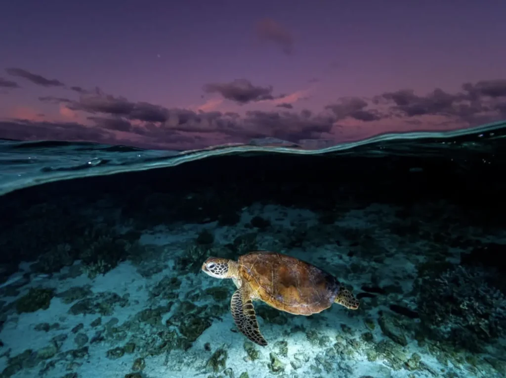 diving with turtles in clear reef waters