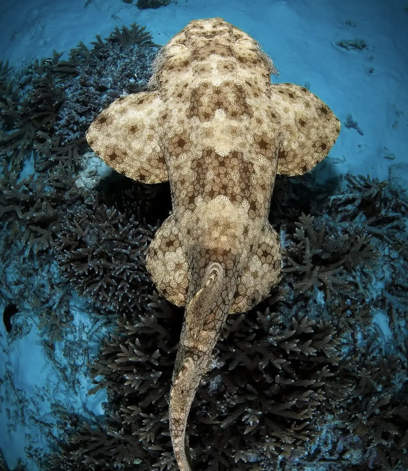 dry reef tour for non-swimmers