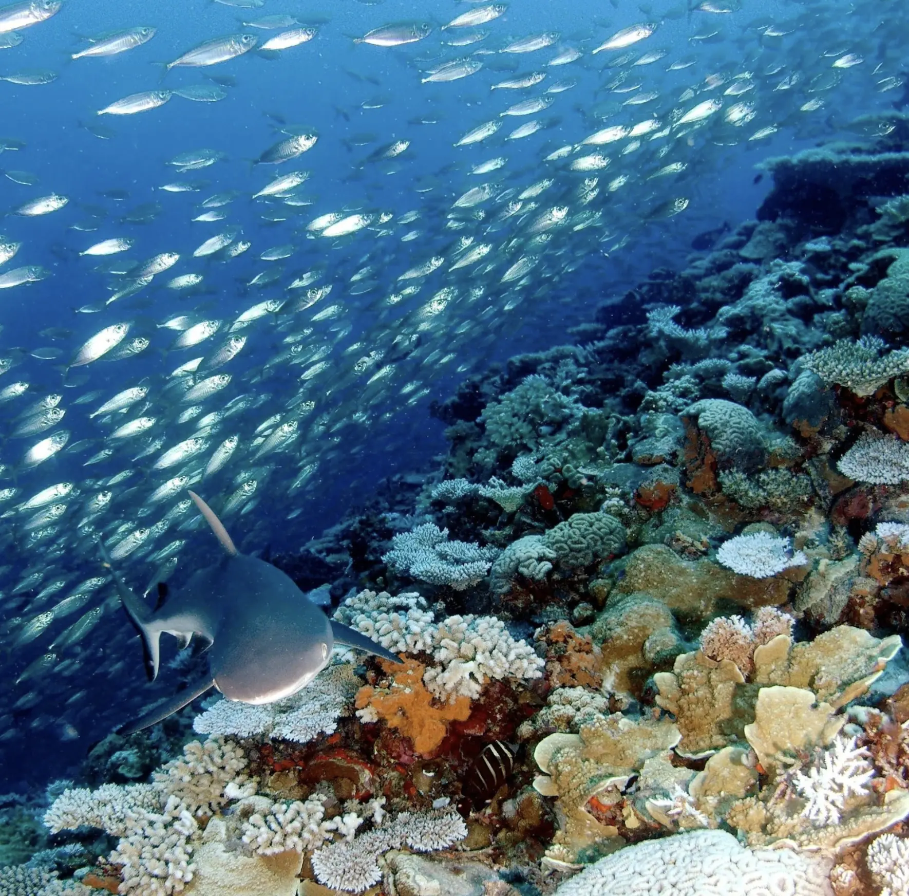 early morning snorkel tours from Airlie Beach