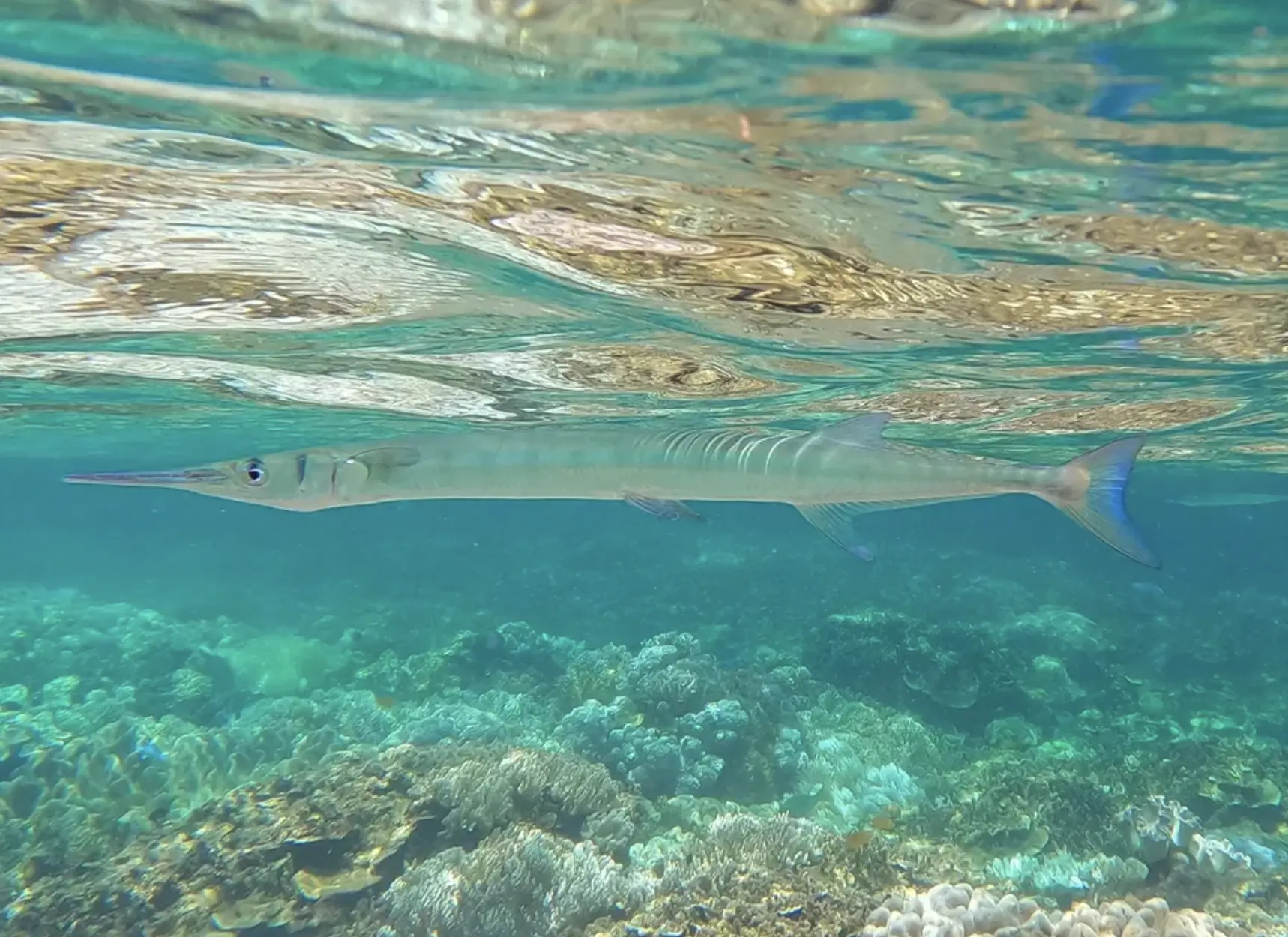 family snorkelling tour at moore reef pontoon