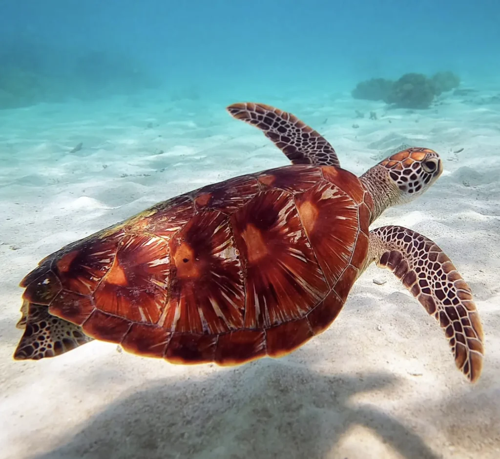 flatback turtle gliding through shallow water