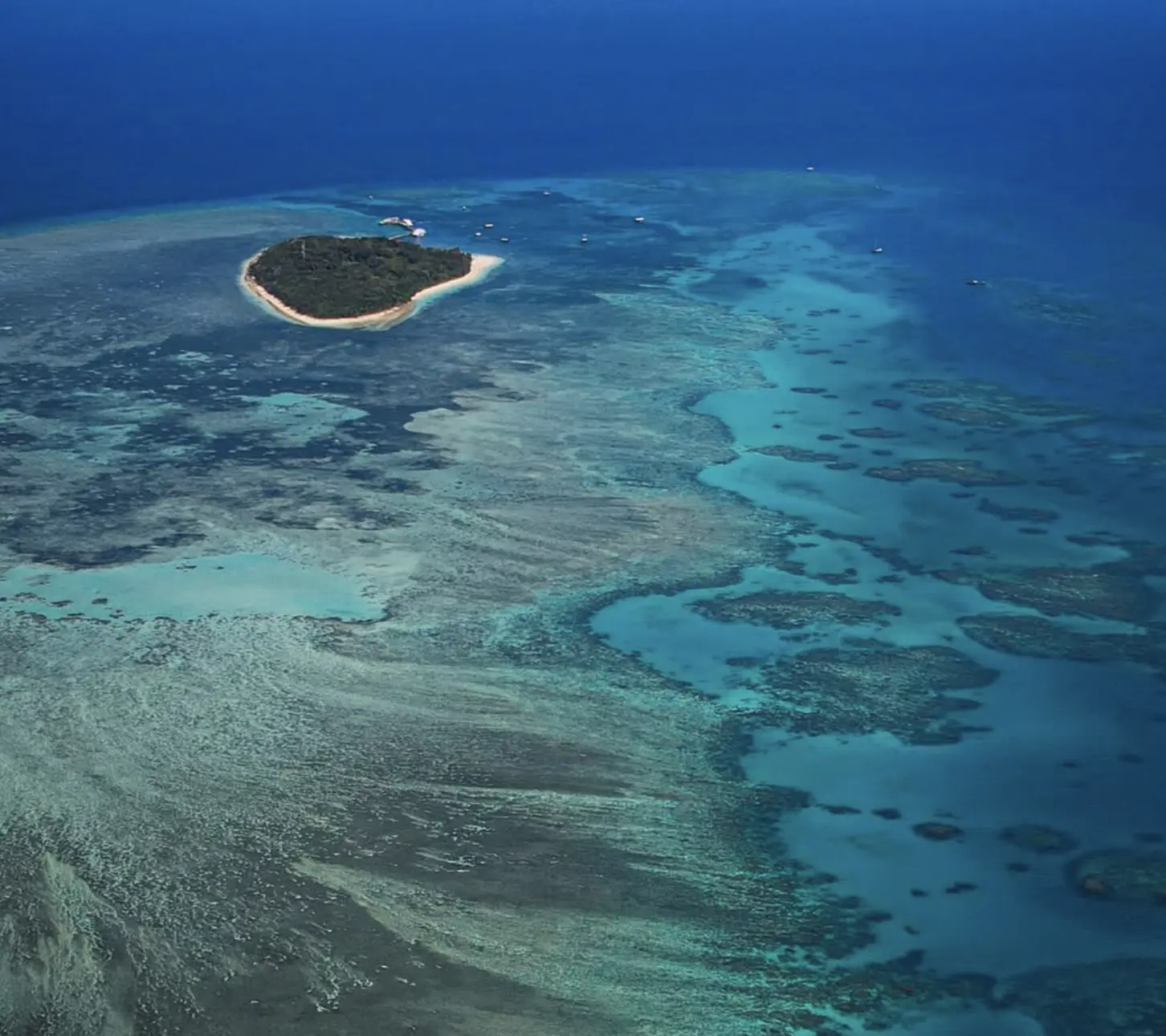 green sea turtle gliding near fitzroy island reef