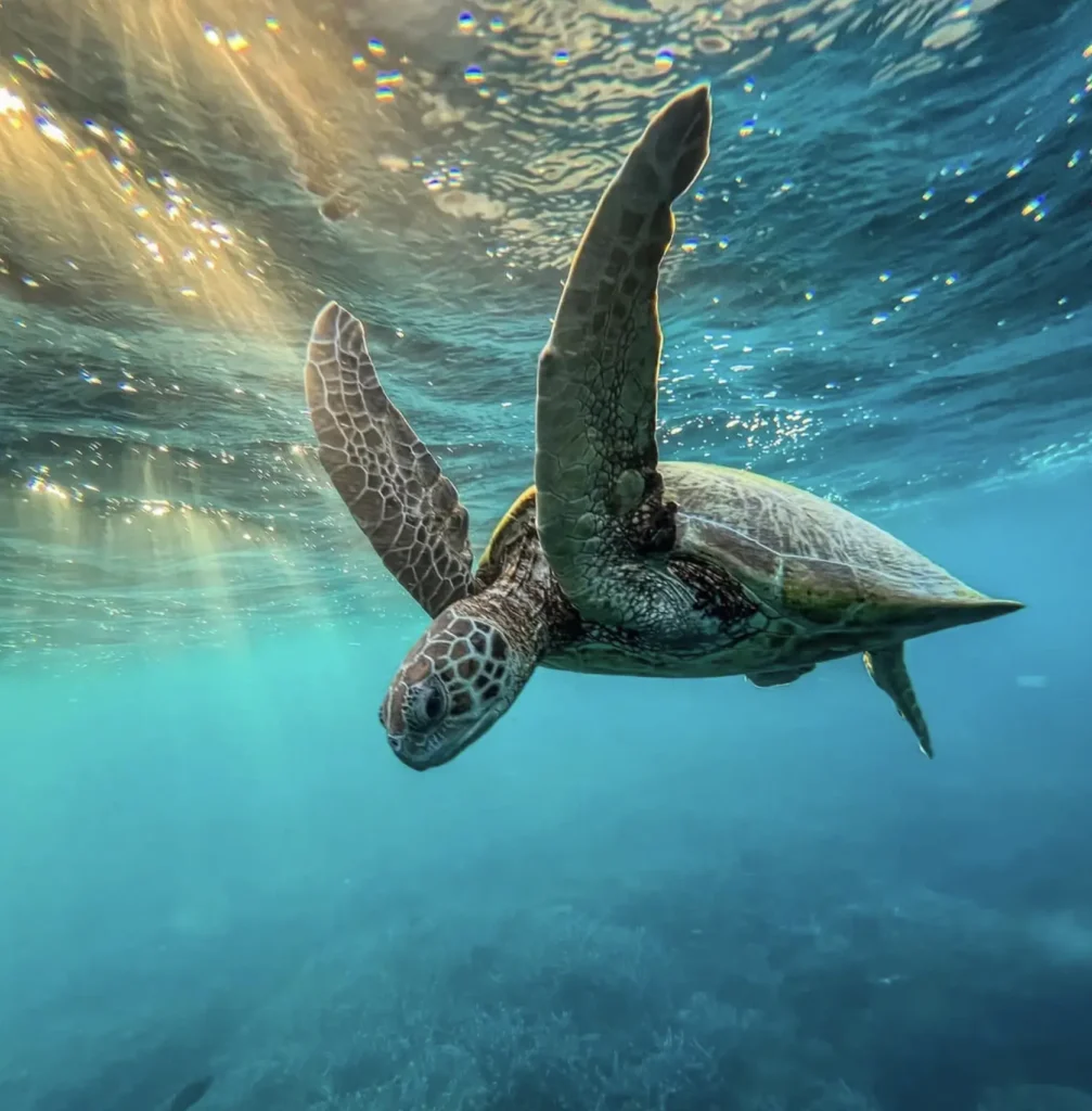 green turtle resting near heron island jetty
