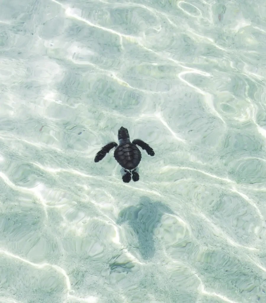 hawksbill turtle feeding on reef sponges