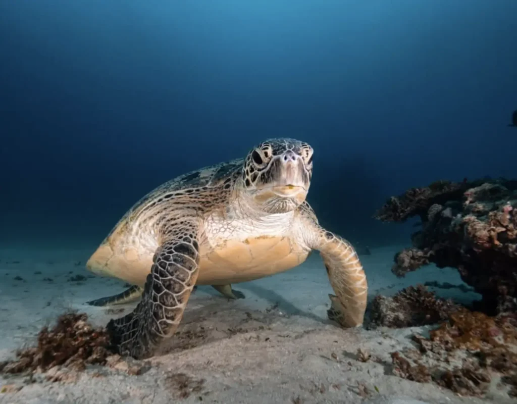 loggerhead turtle near Mon Repos beach