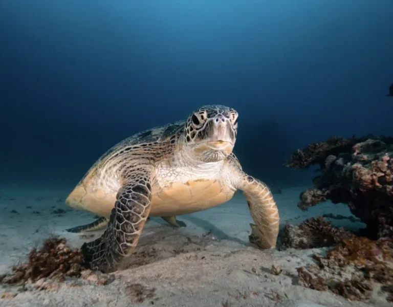 loggerhead turtle near Mon Repos beach