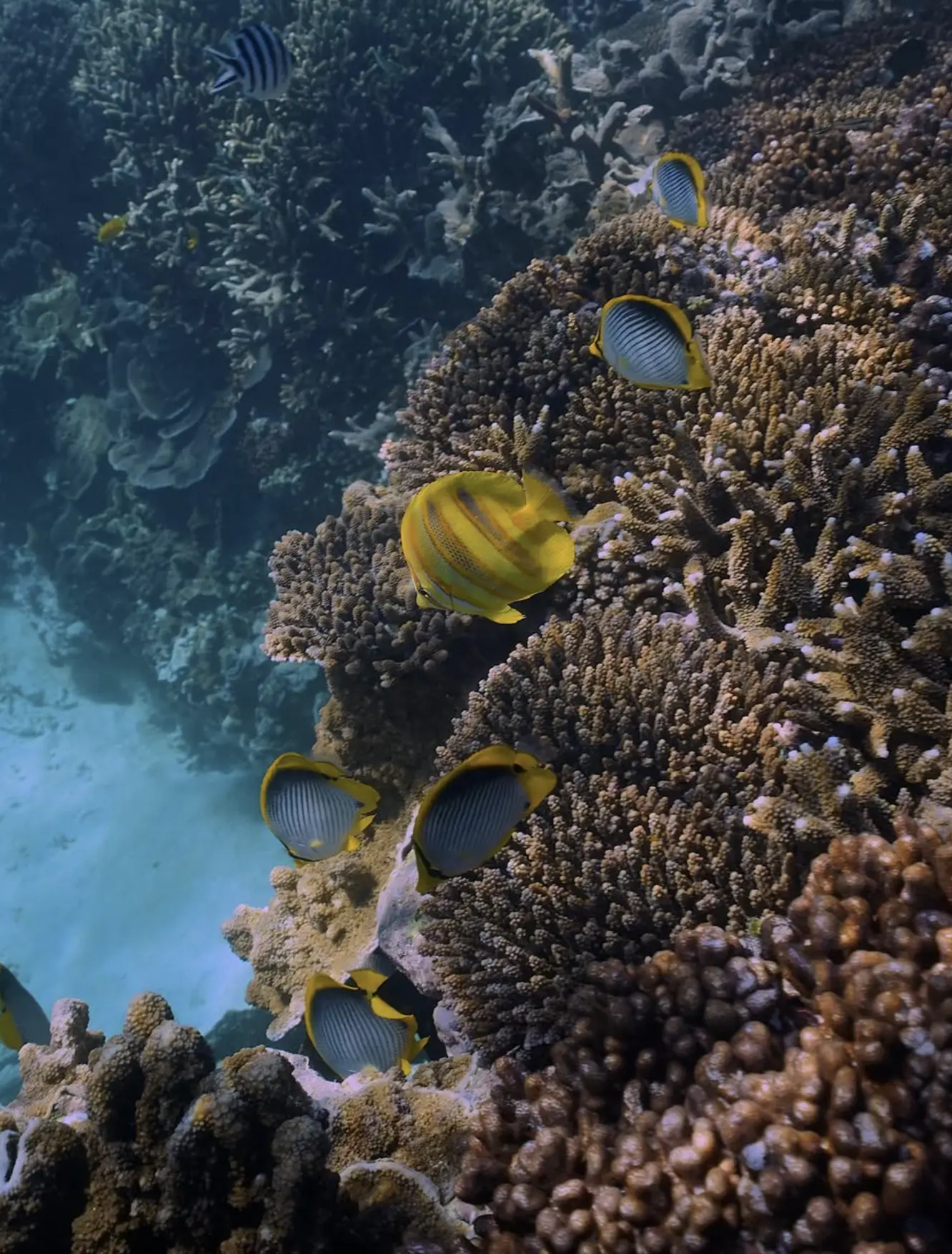 marine life diversity Great Barrier Reef