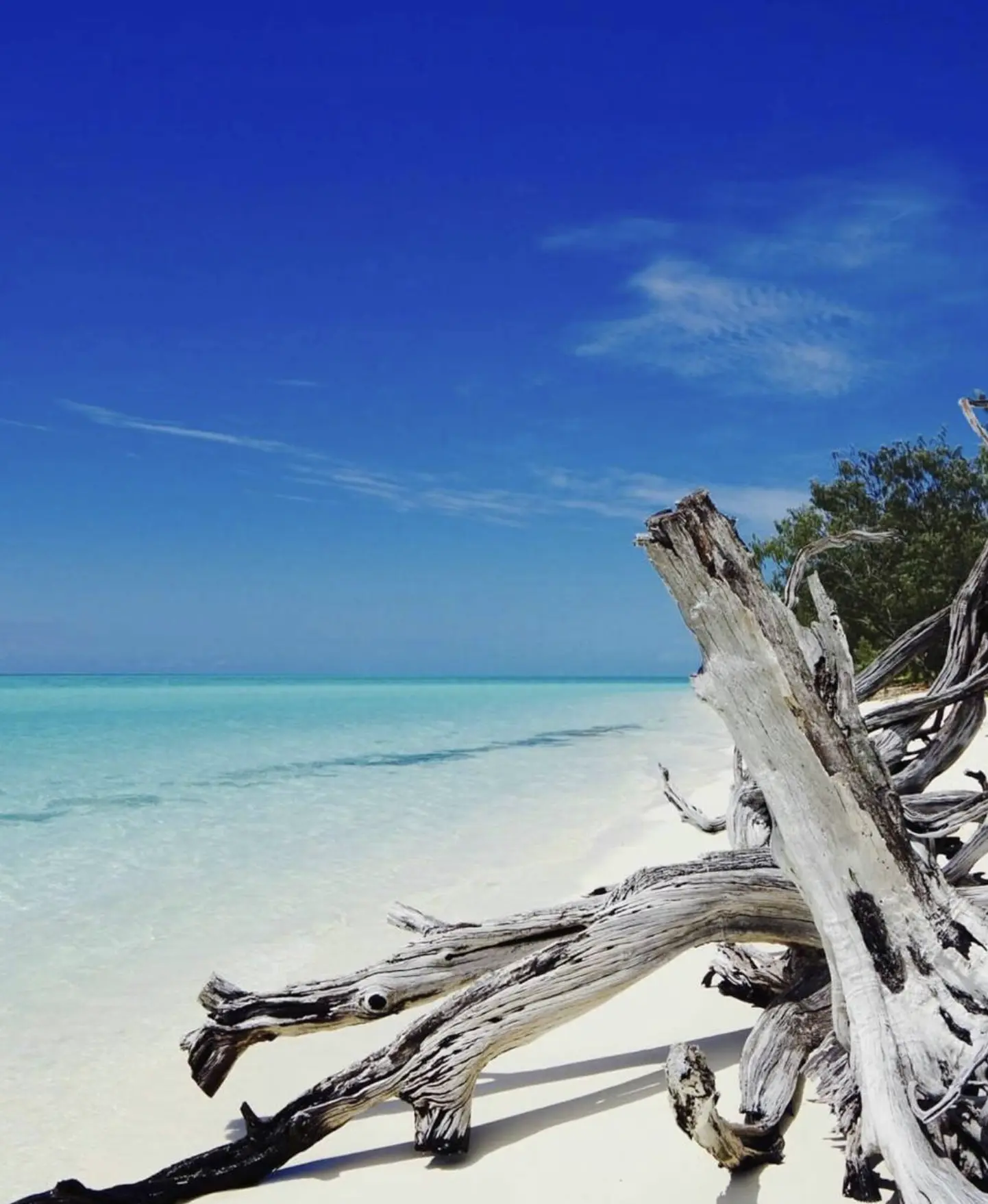 marine life ecosystem Great Barrier Reef