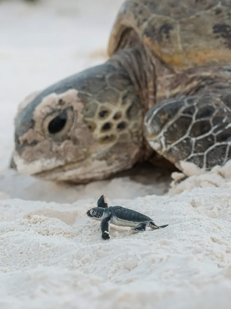 mother turtle nesting under the stars