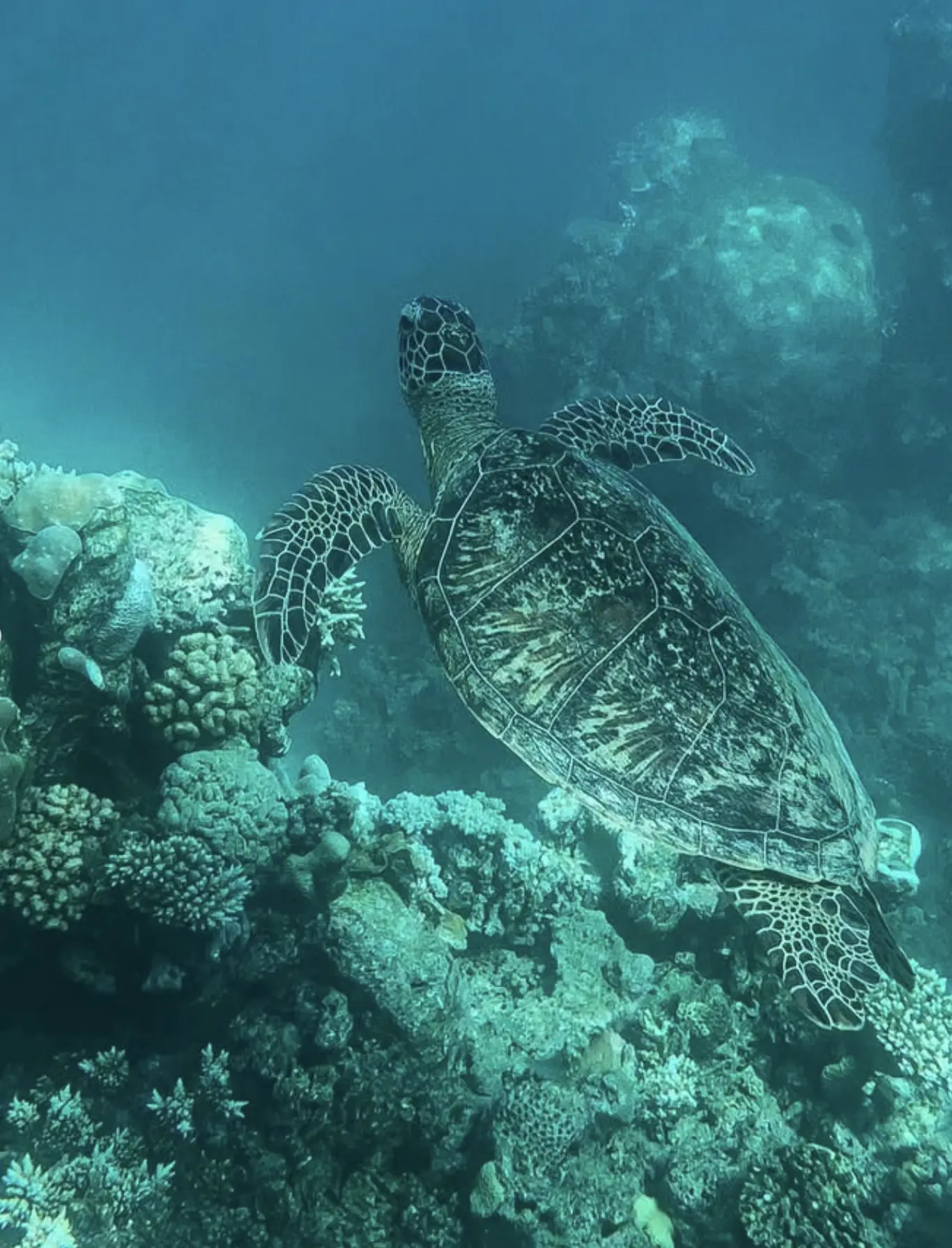 off the beaten path reef