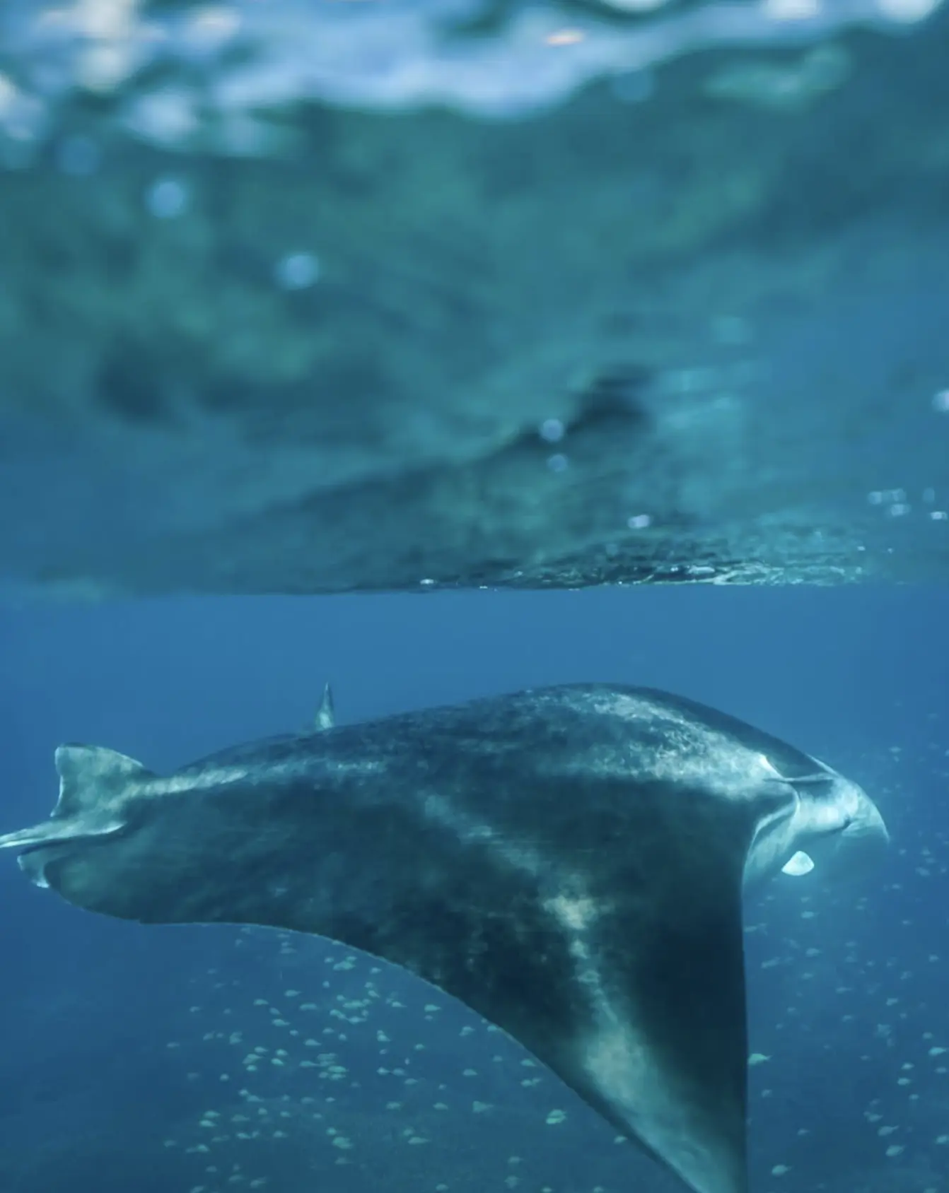 protecting marine life in Australia