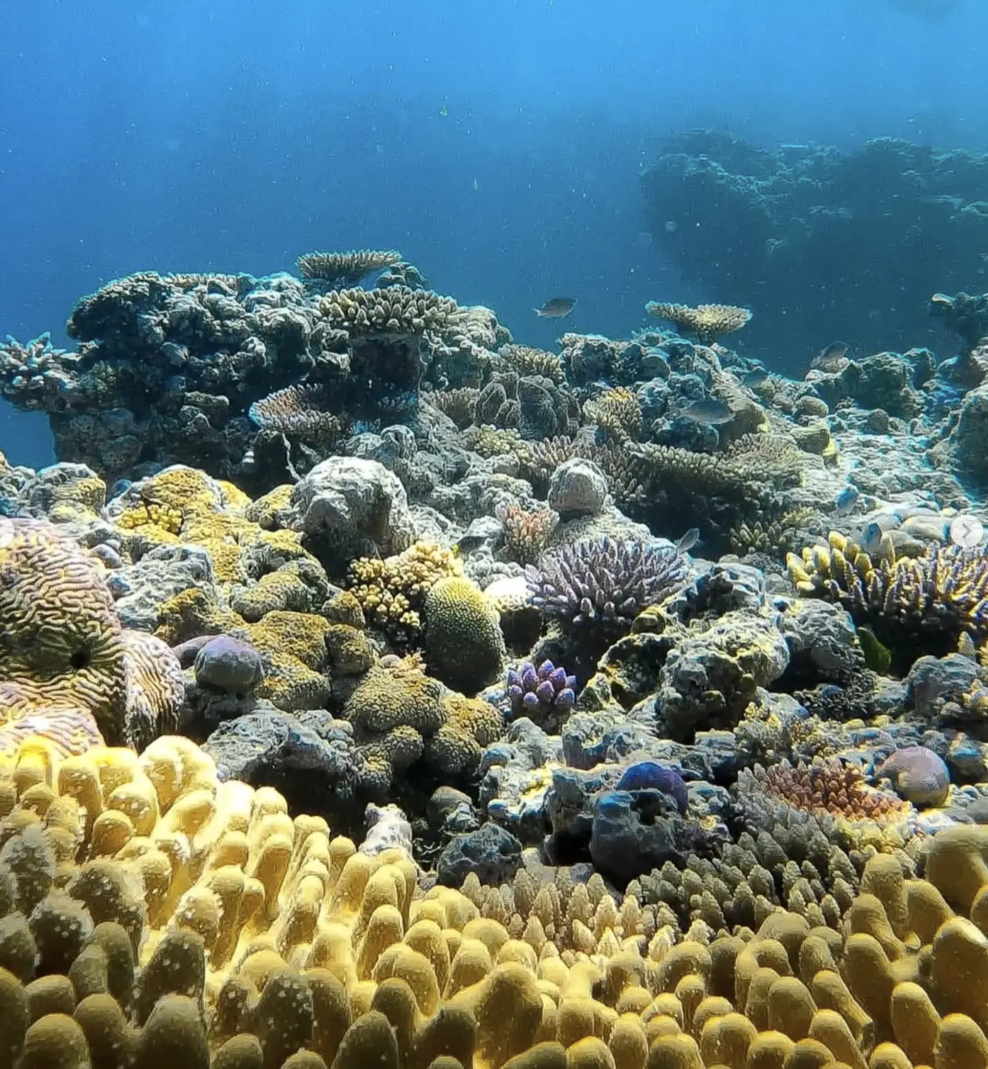 reef guide pointing out coral on snorkelling tour