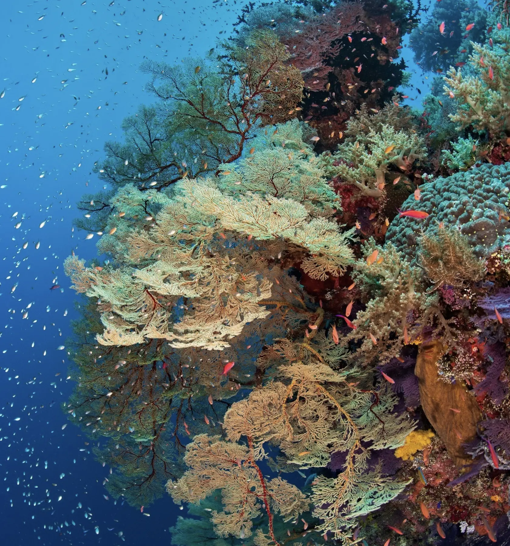 reef habitat Great Barrier Reef Australia