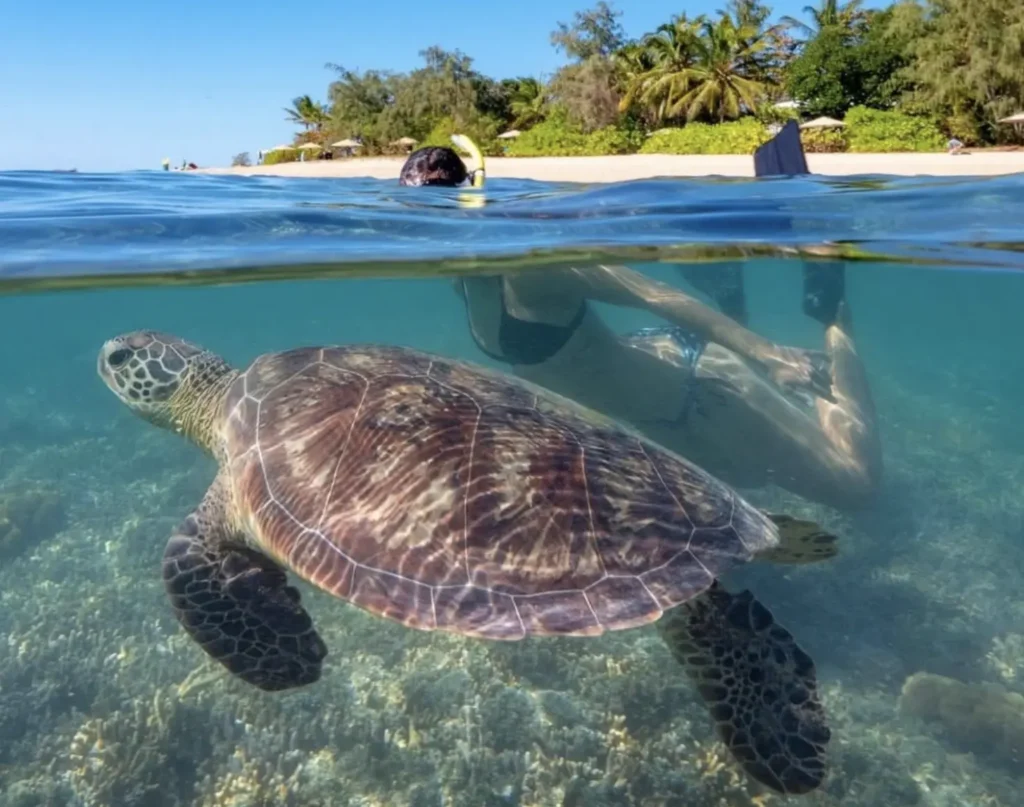 reef turtle cruising through warm tropical waters