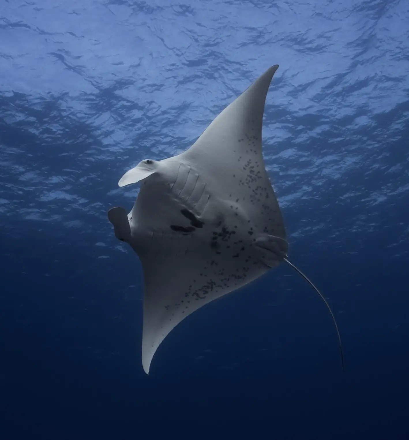 scuba diver exploring coral bommies near lady elliot