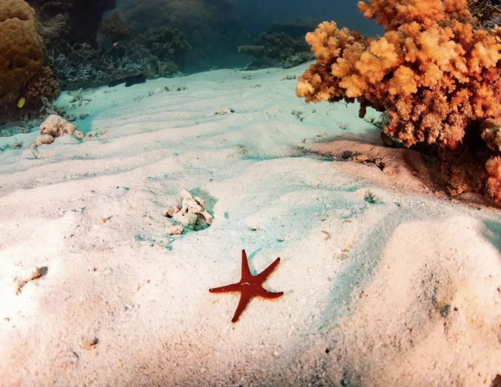 scuba diver near coral bommies at a reef sand island