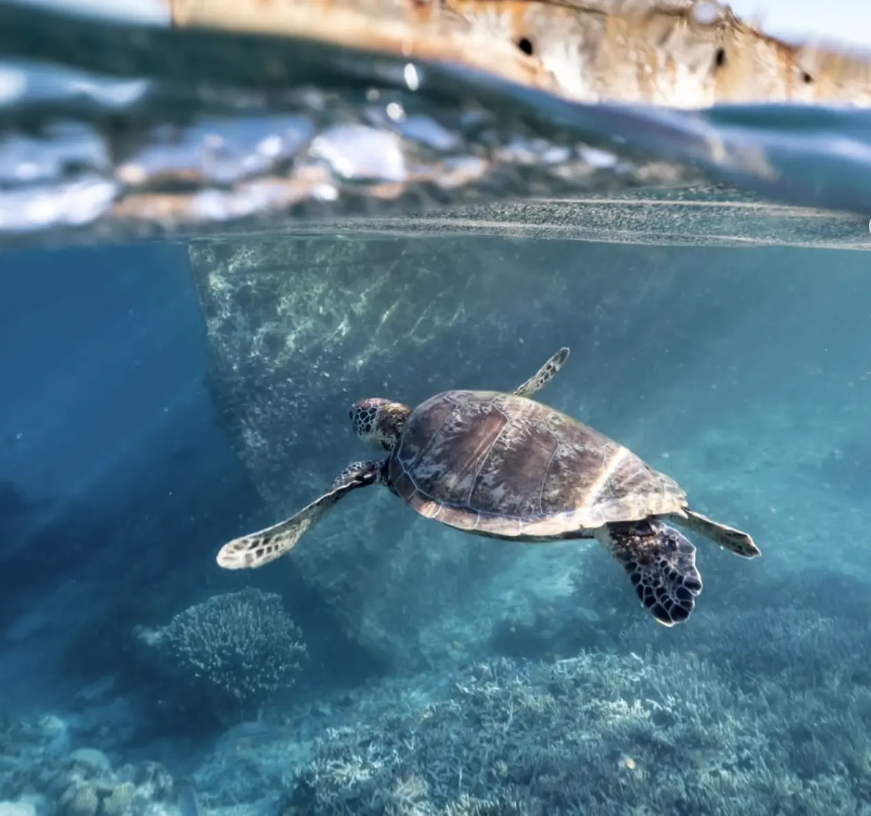sea turtle at a reef cleaning station