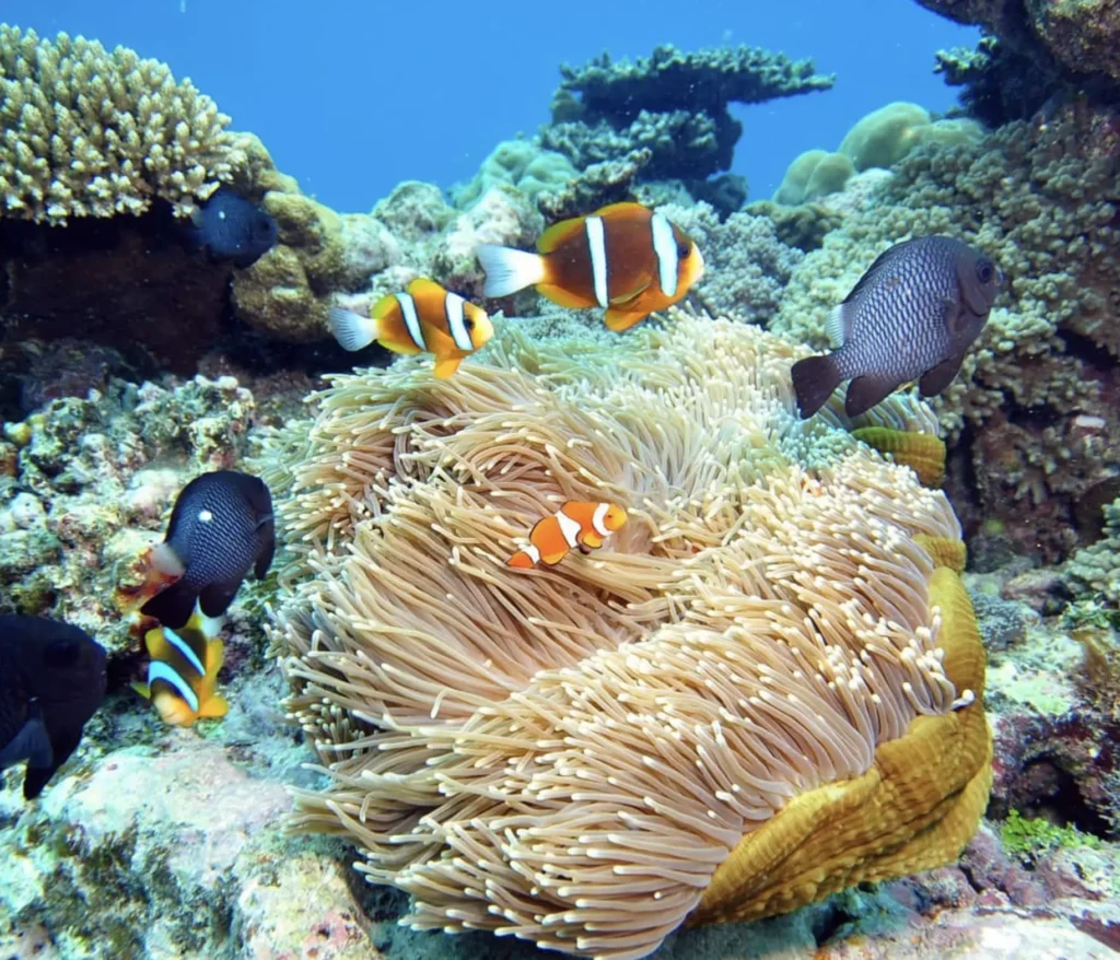 semi-submersible reef tour experience