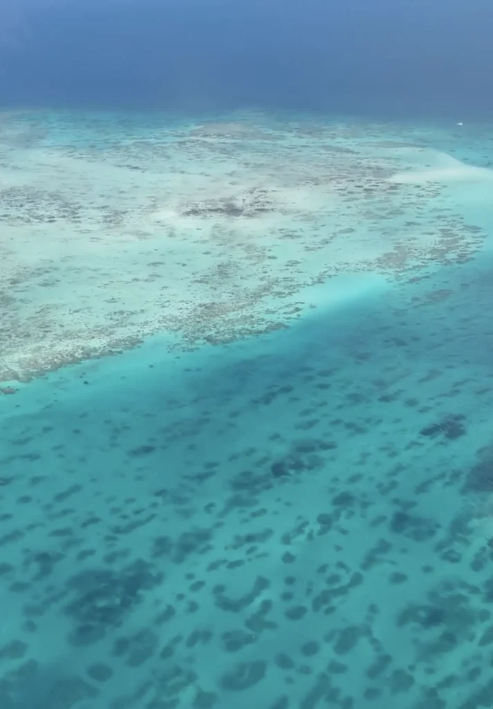 snorkeller discovering soft coral garden near Elliot Island