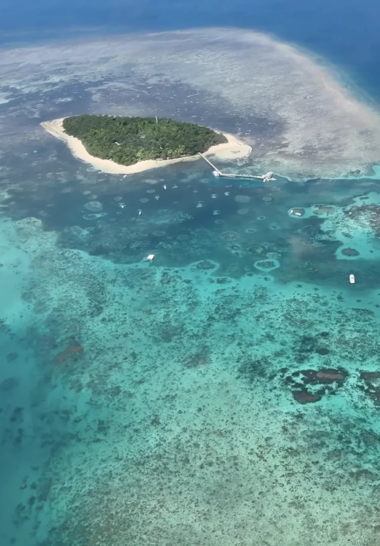 snorkeller exploring soft corals in a breaking reef zone