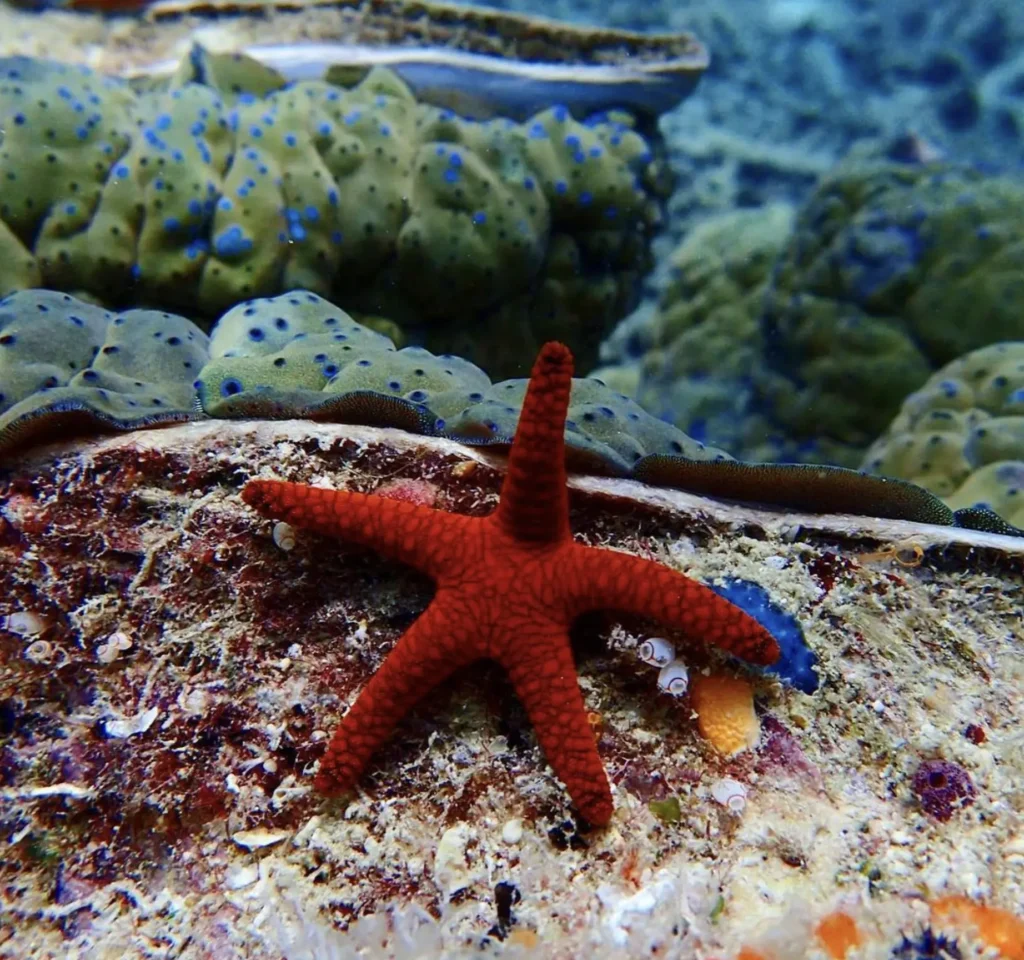 snorkeller observing reef sharks near bait reef