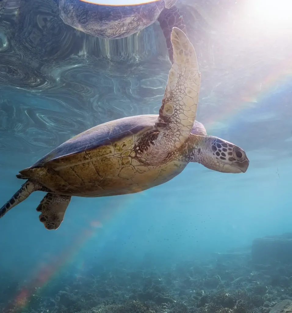 snorkeller spotting turtle near island