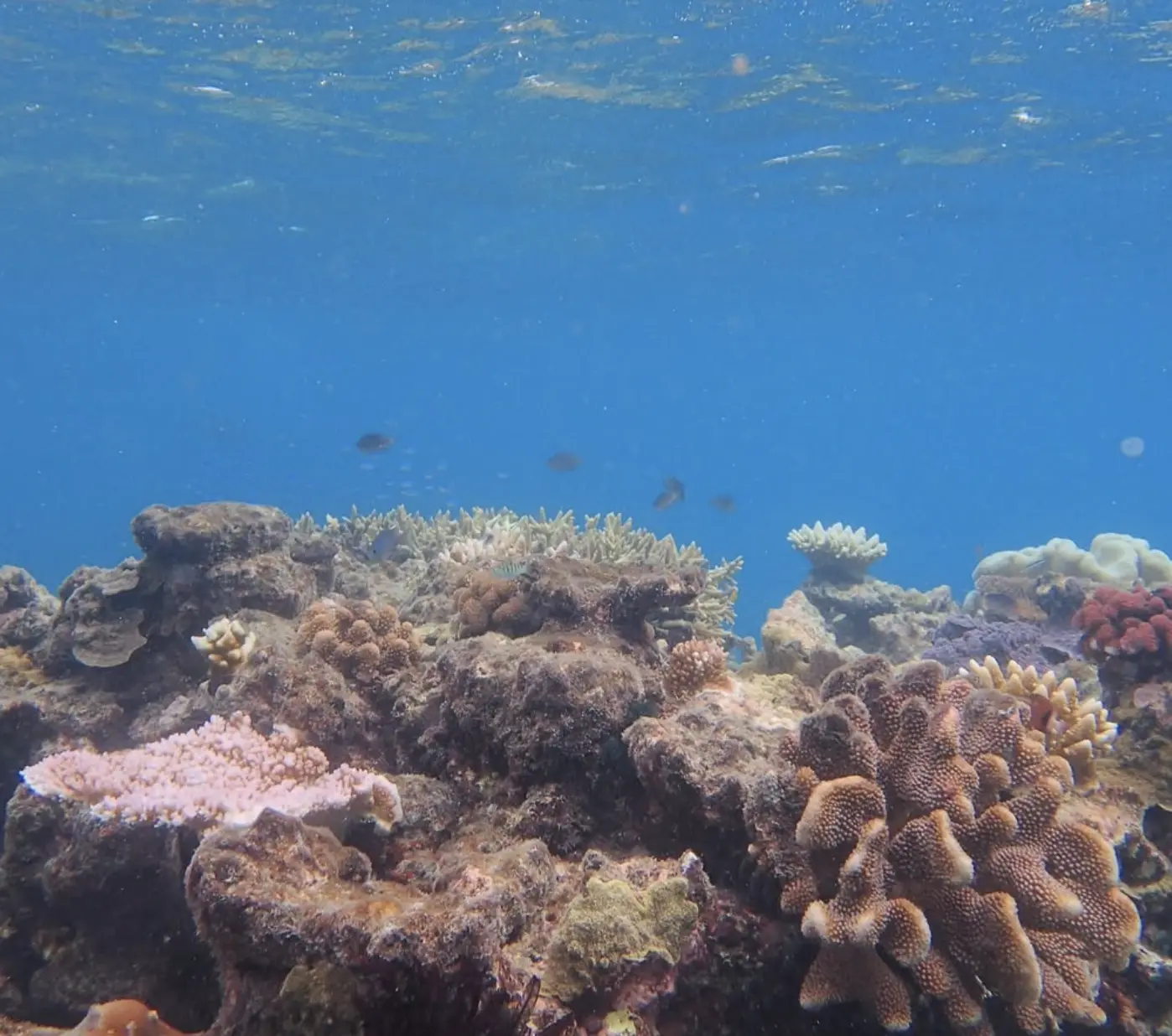 snorkelling duo floating above bommie near cairns