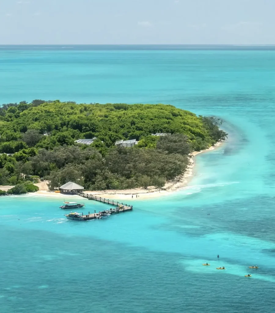 soft coral colonies along outer reef edge